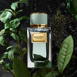 Dolce&Gabbana Velvet Infusion with Bergamot